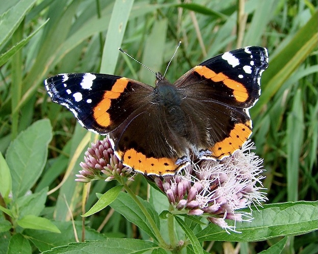 red admiral